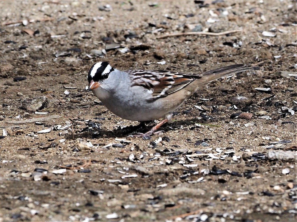 White-crowned Sparrow - ML445407041