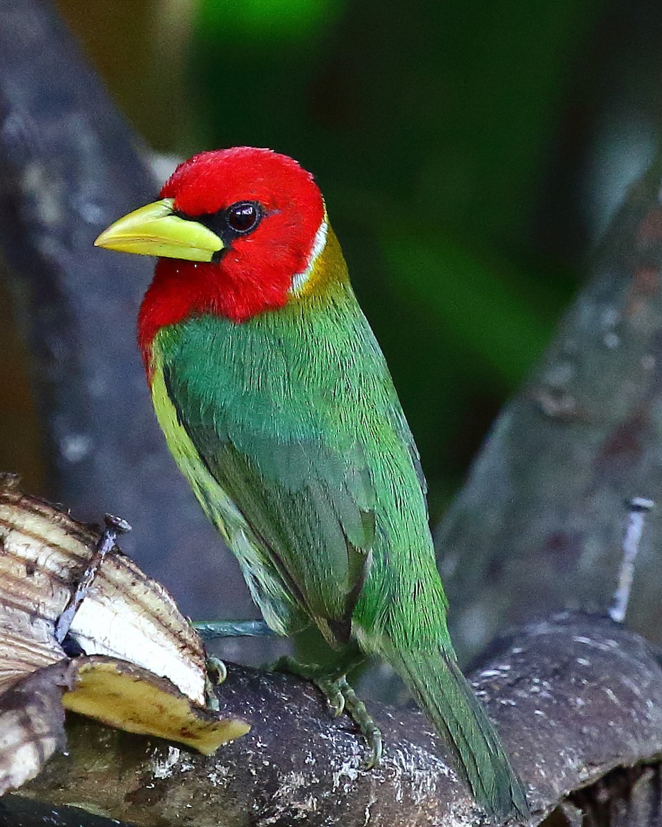 Red-headed Barbet - Ryan Candee