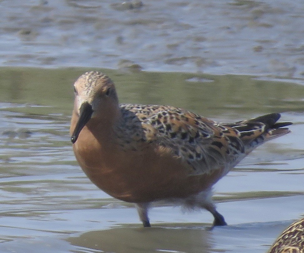 Red Knot - ML445409811