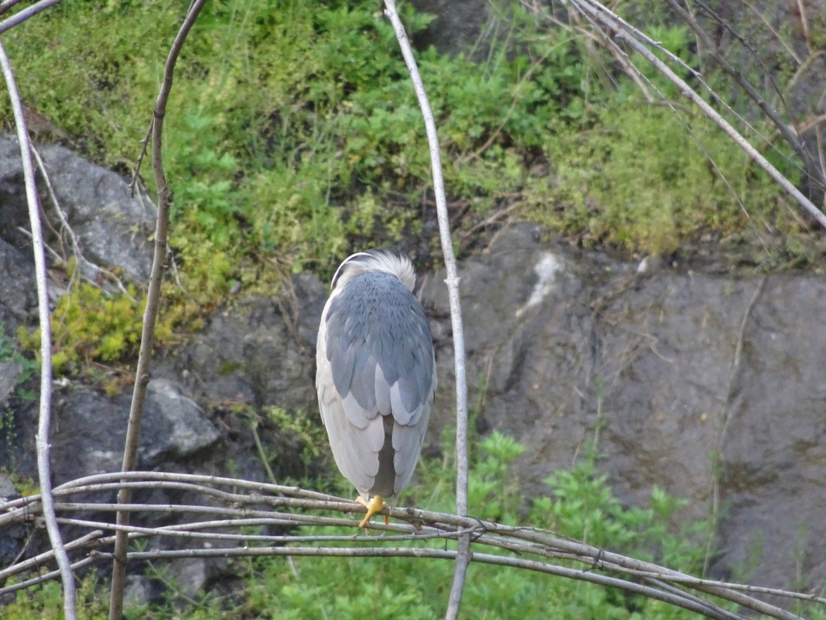 Black-crowned Night Heron - ML445410501