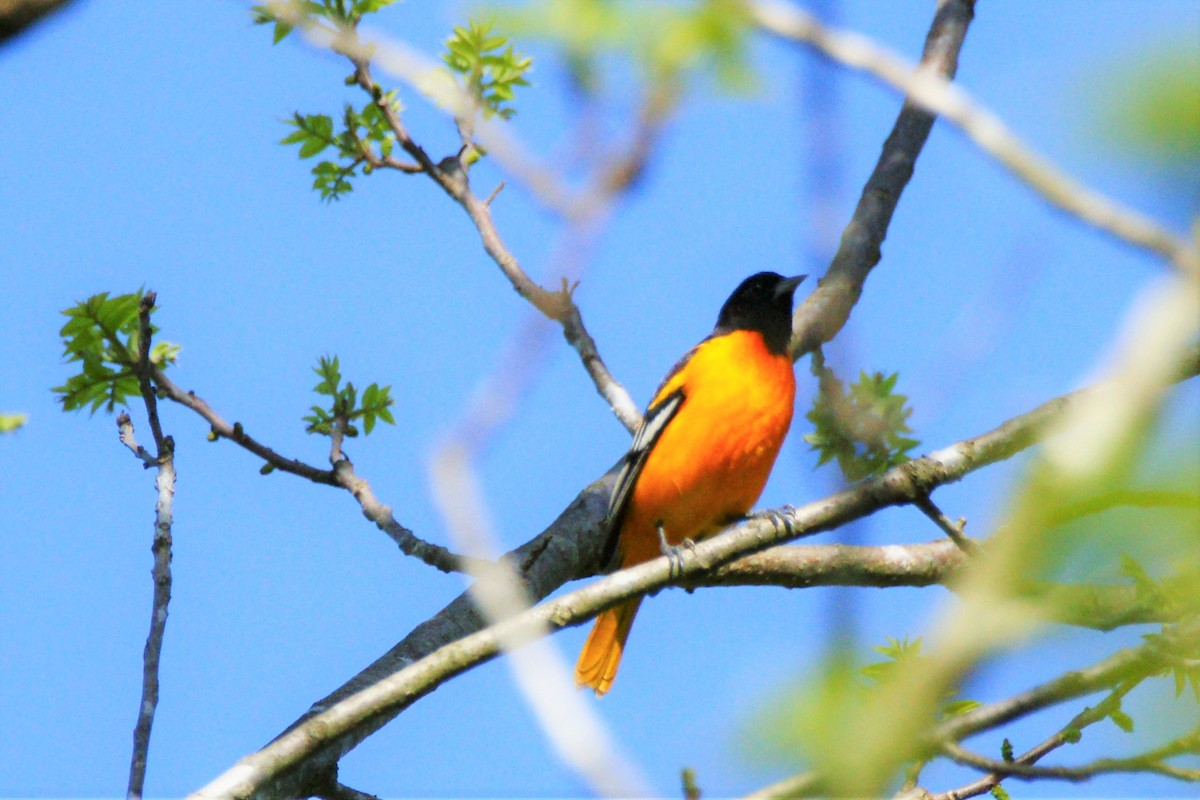 Baltimore Oriole - ML445410971