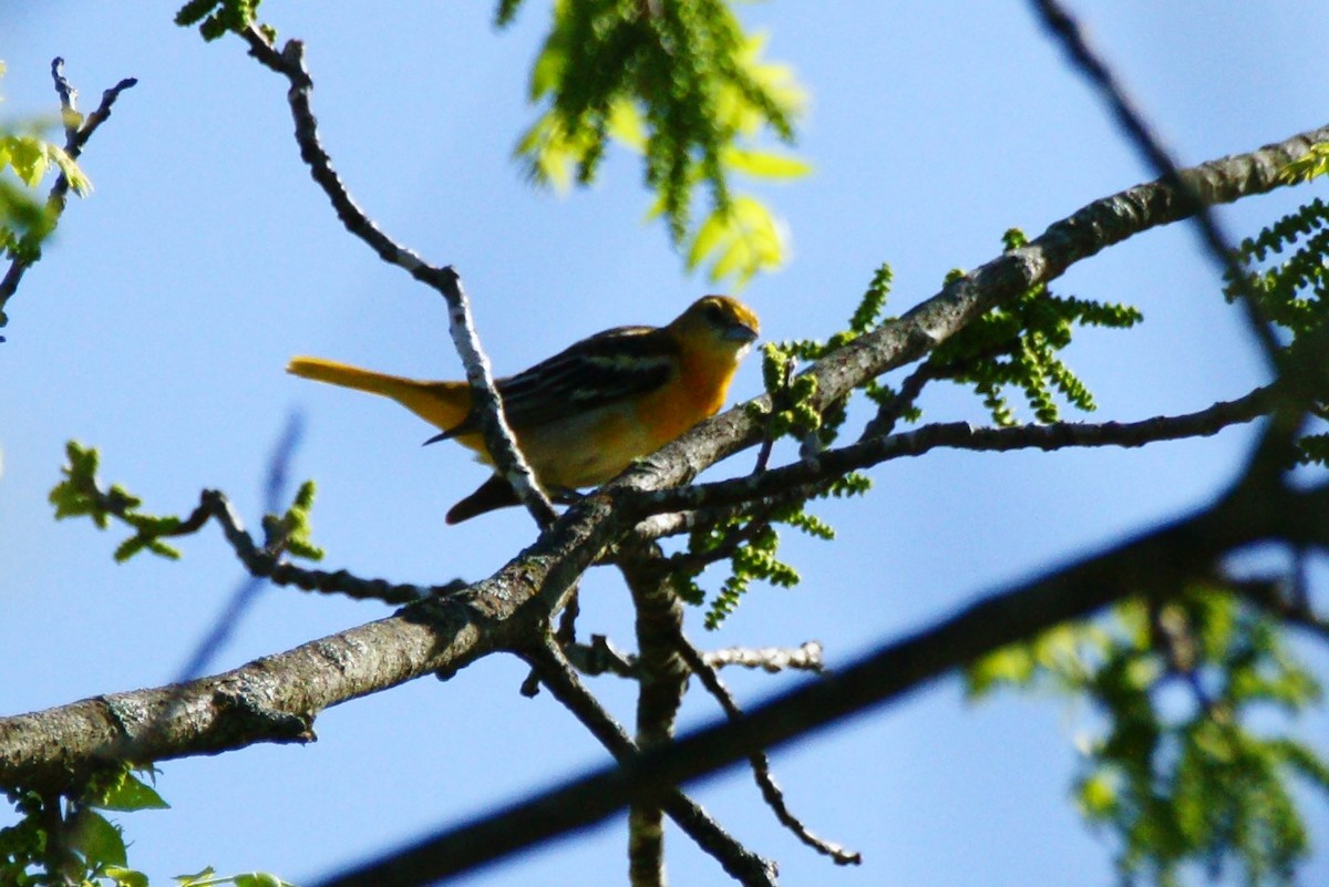 Baltimore Oriole - ML445411121