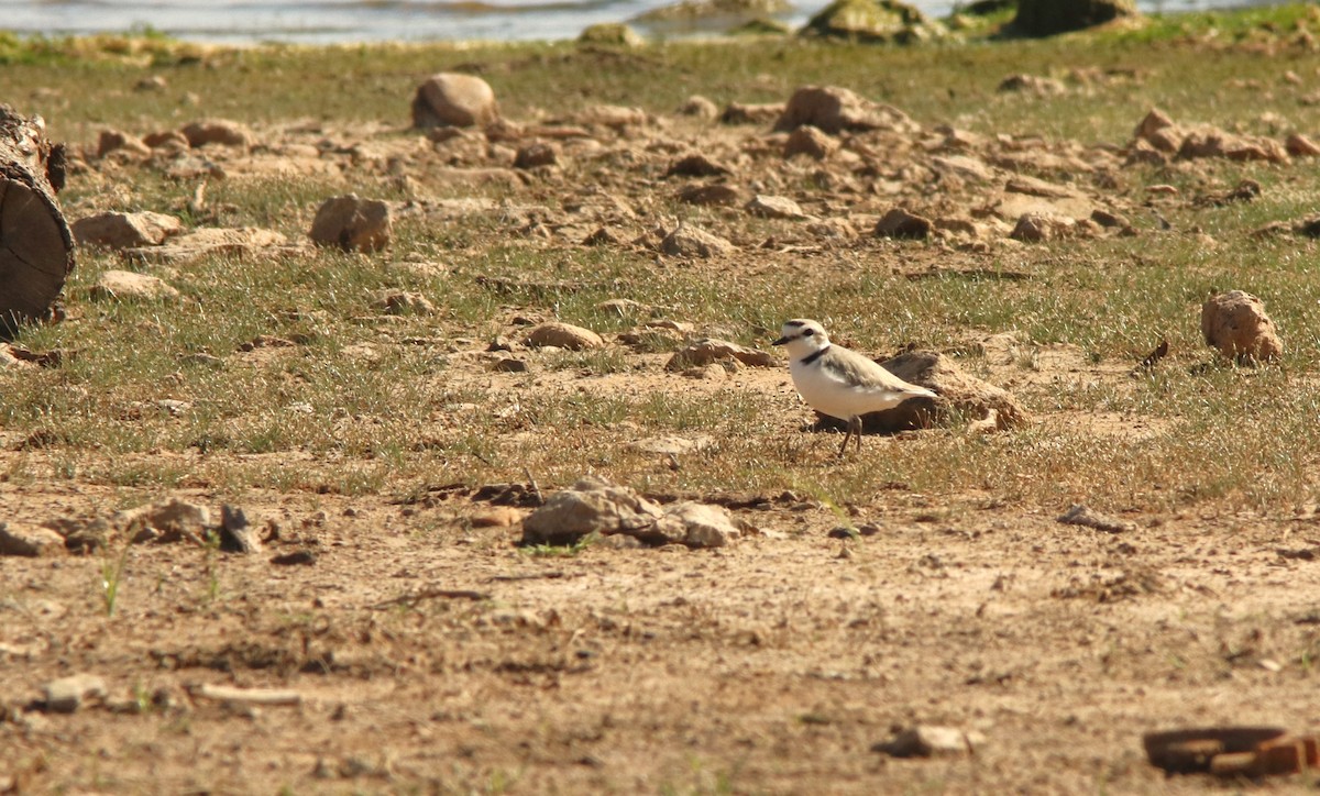 Snowy Plover - ML445411471