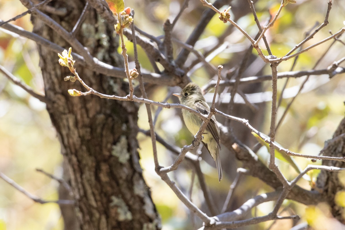 Western Flycatcher (Cordilleran) - ML445411681