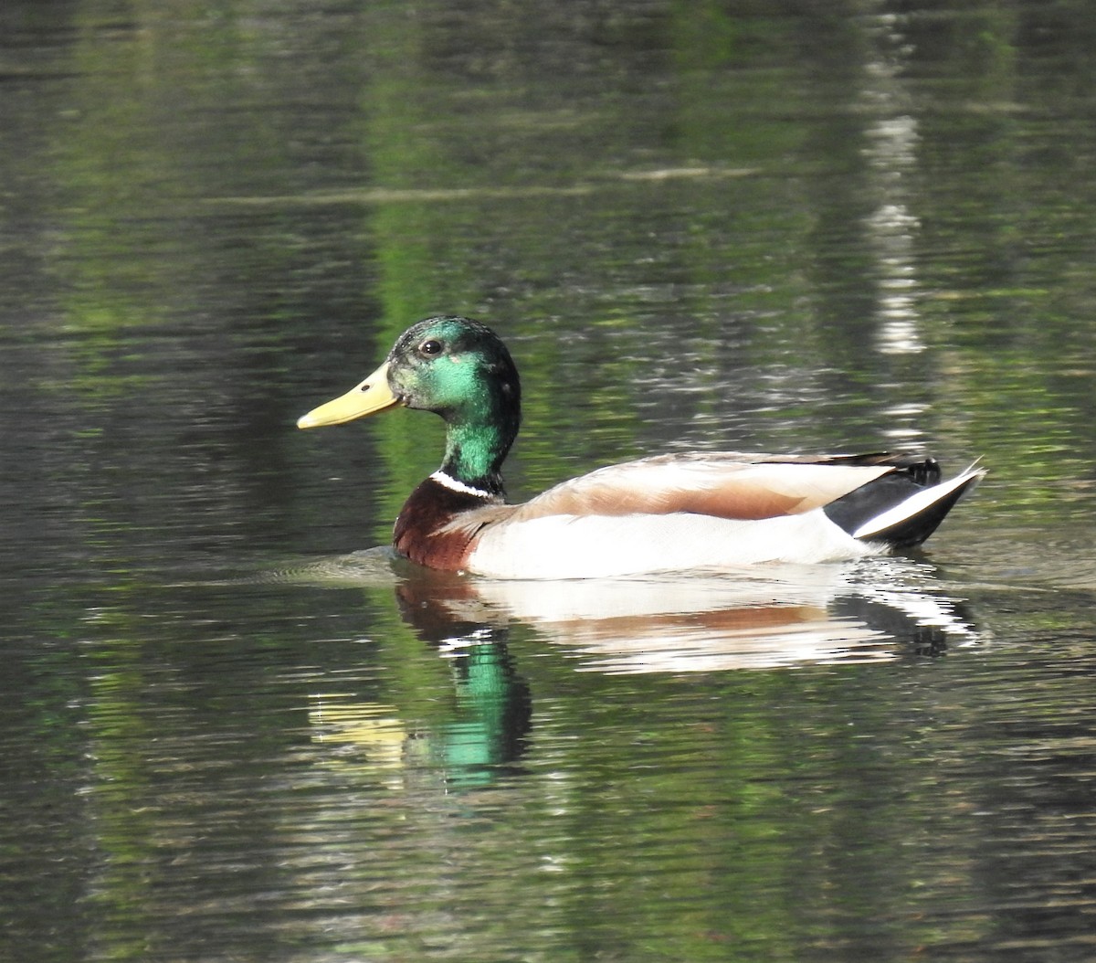 Mallard - ML445411911