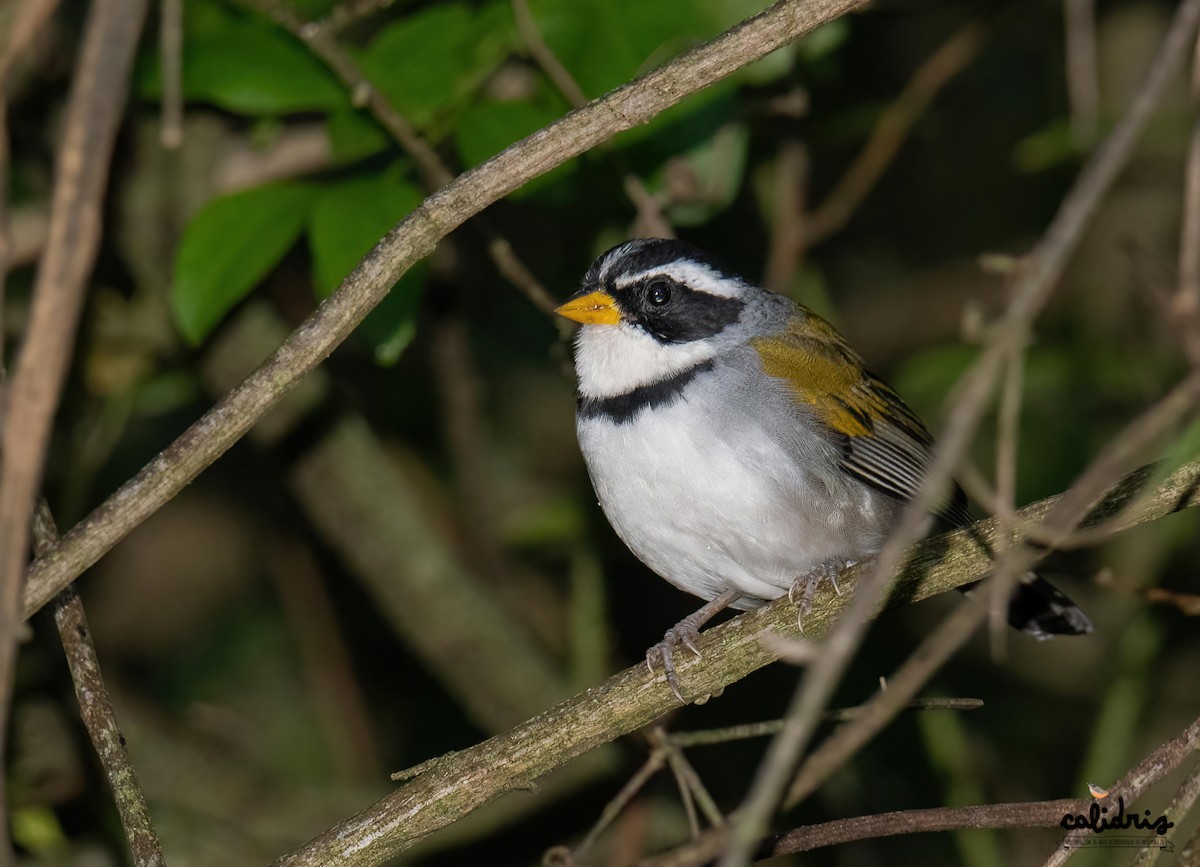 Moss-backed Sparrow - Calidris Esperanza
