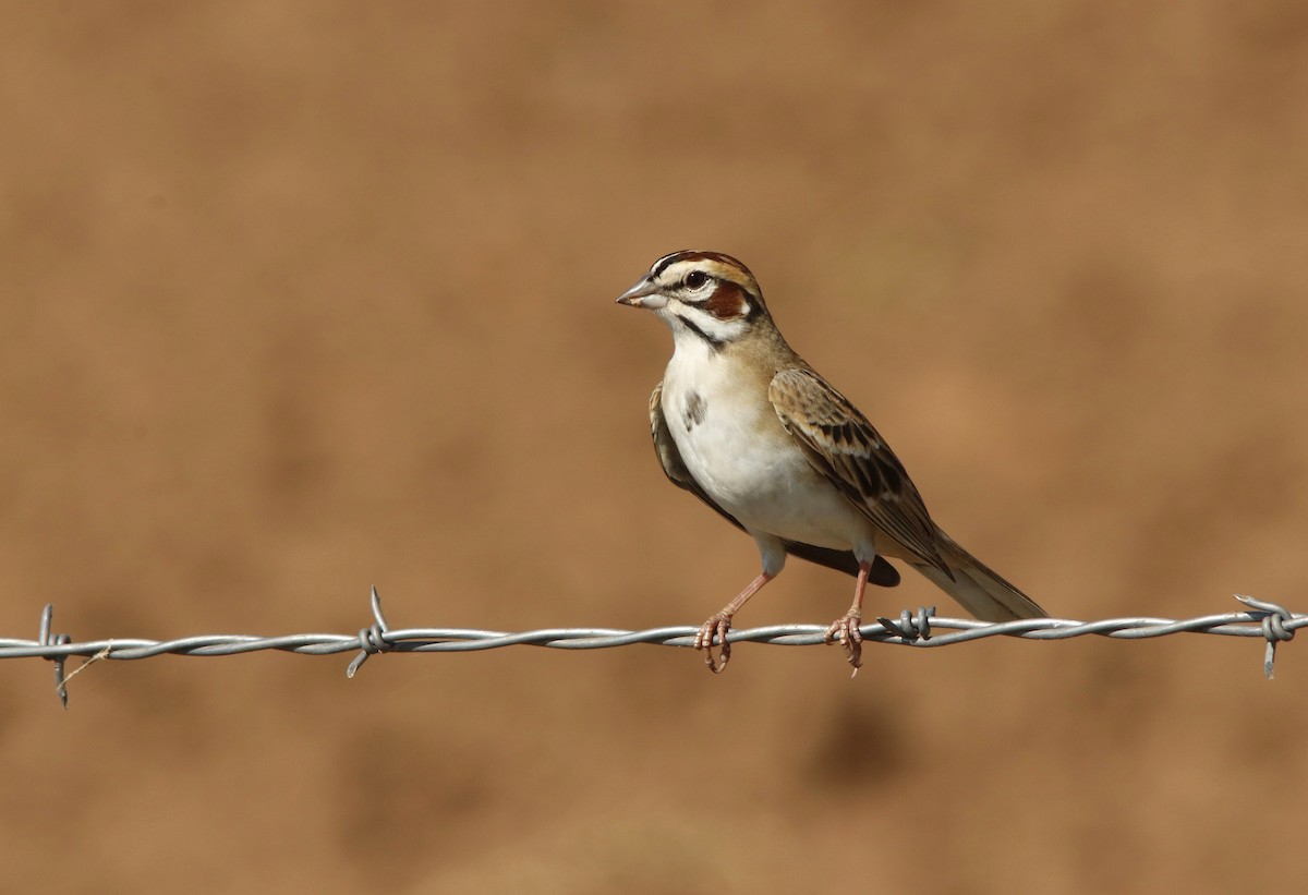 Lark Sparrow - ML445412121