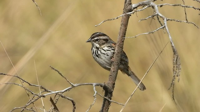 Sierra Madre Sparrow - ML445412361