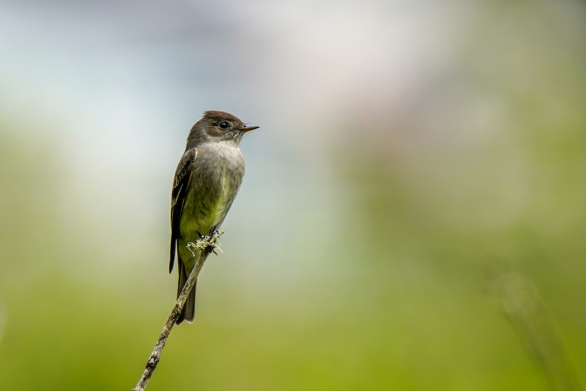 Western Wood-Pewee - ML445413271