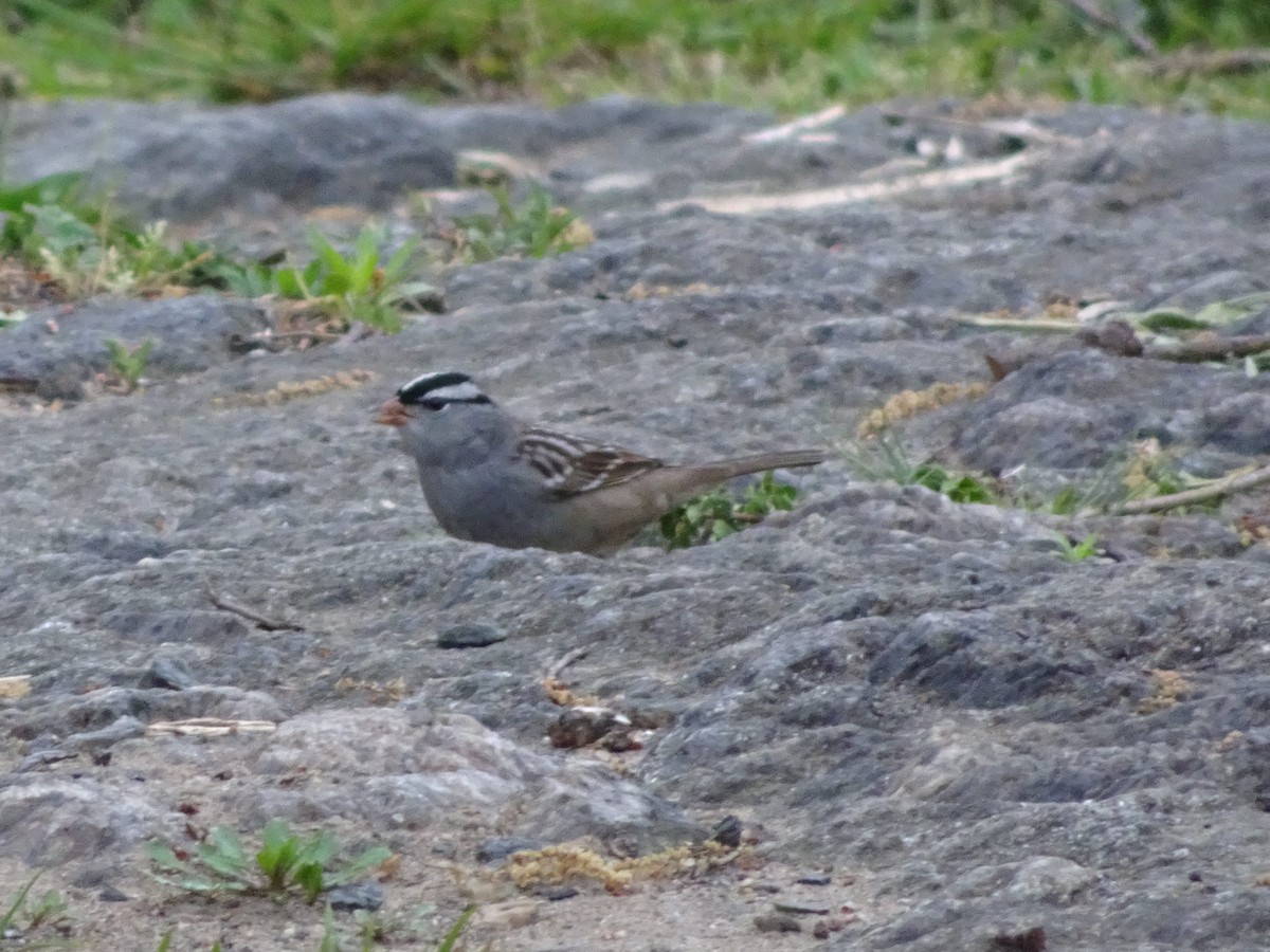 White-crowned Sparrow - ML445413801