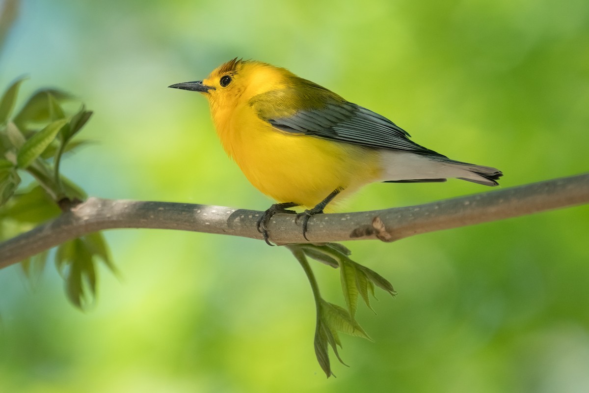 Prothonotary Warbler - ML445414031
