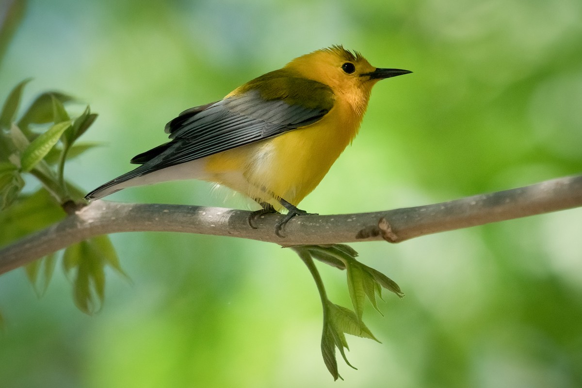 Prothonotary Warbler - ML445414041
