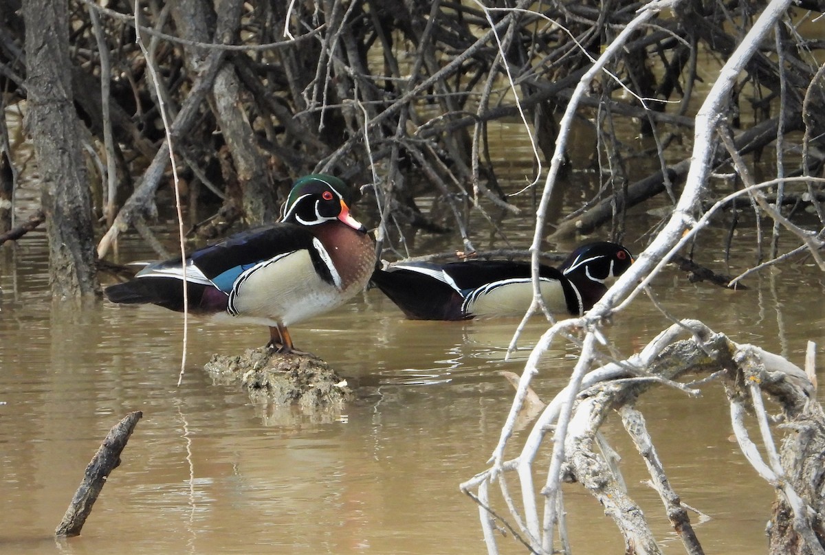 Wood Duck - ML445414451