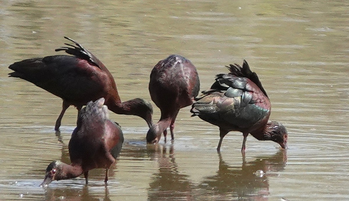 White-faced Ibis - ML445415651