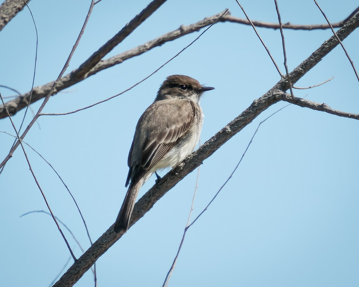 Eastern Phoebe - ML445416661