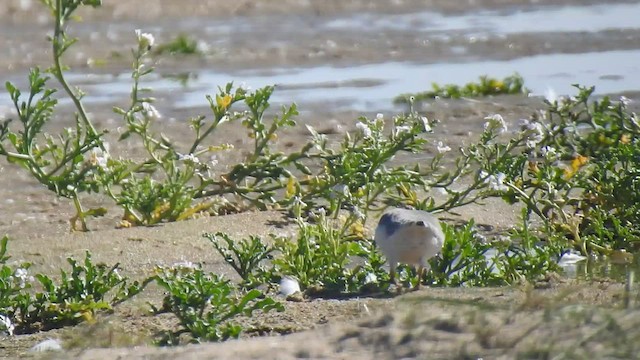 Magellanic Plover - ML445416901