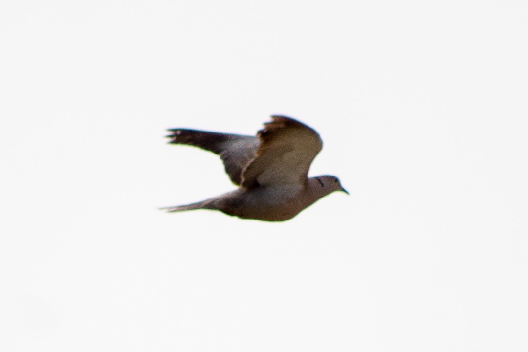 Eurasian Collared-Dove - Aurelis Carolina Murga Cabrera