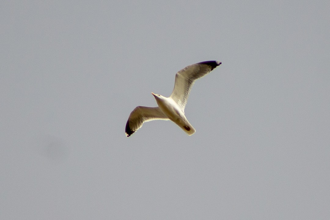 Gaviota Patiamarilla - ML445417691