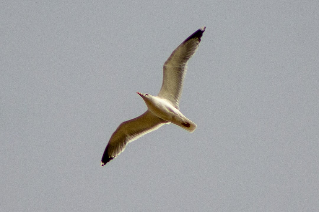 Yellow-legged Gull - ML445417701