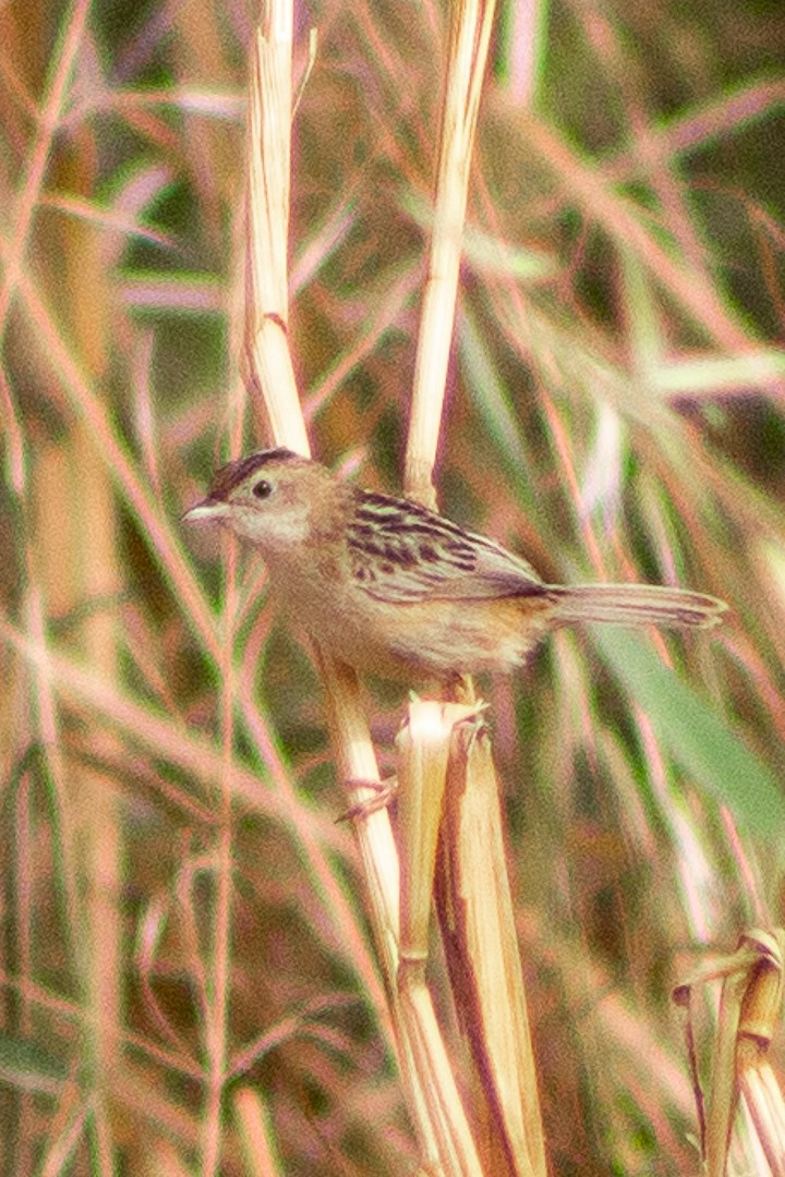 Zitting Cisticola - ML445418561