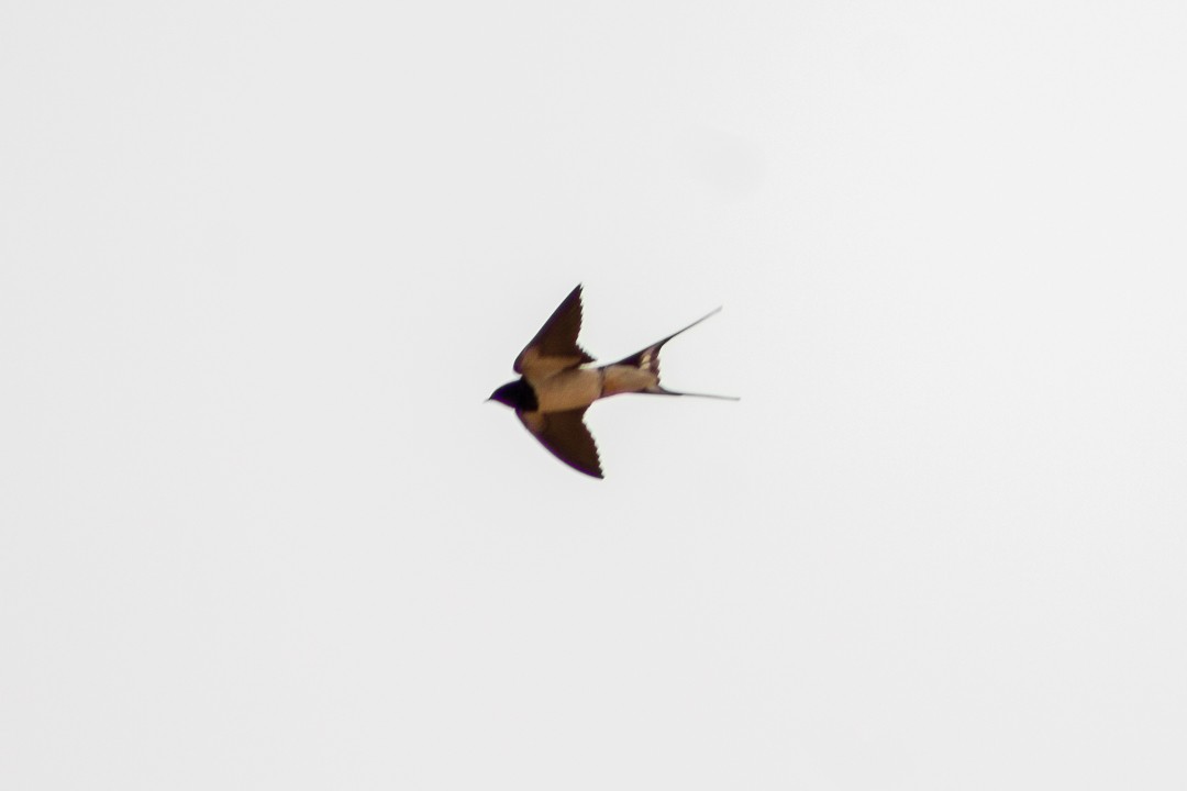 Barn Swallow - Aurelis Carolina Murga Cabrera