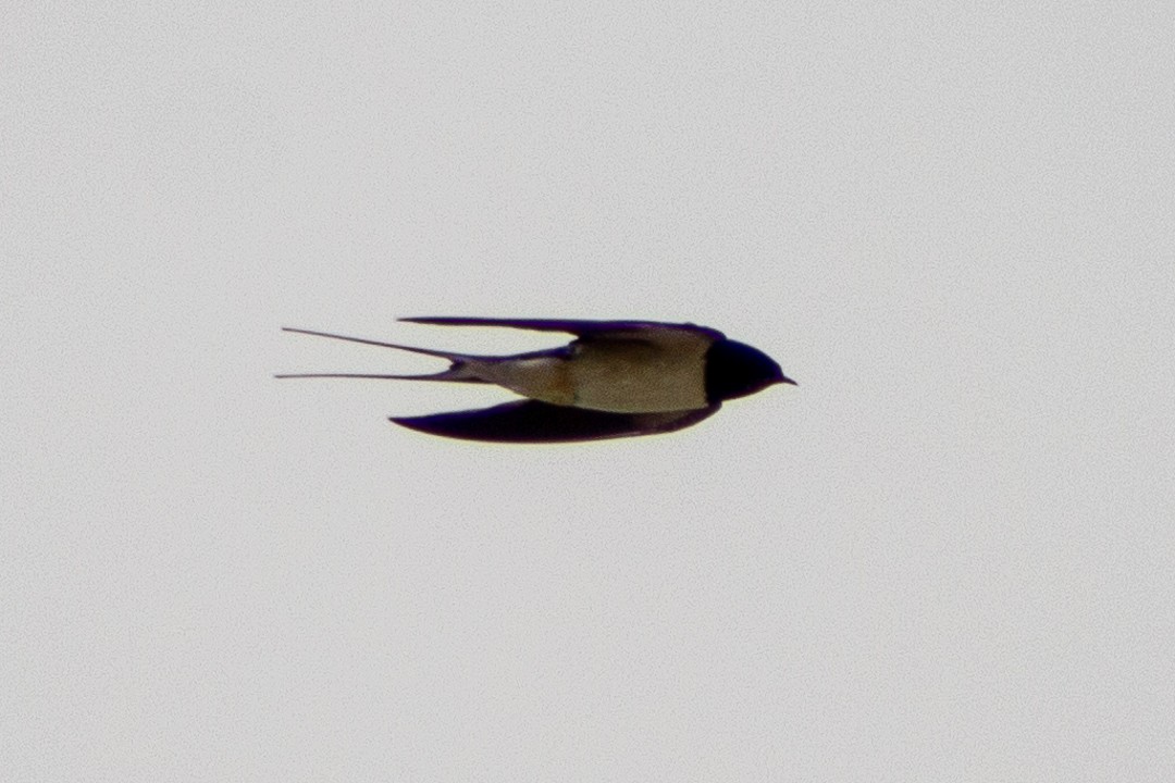 Barn Swallow - Aurelis Carolina Murga Cabrera