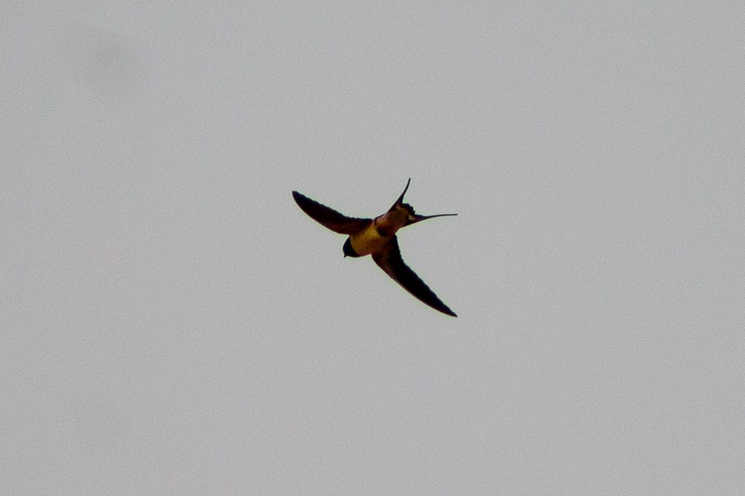 Barn Swallow - Aurelis Carolina Murga Cabrera