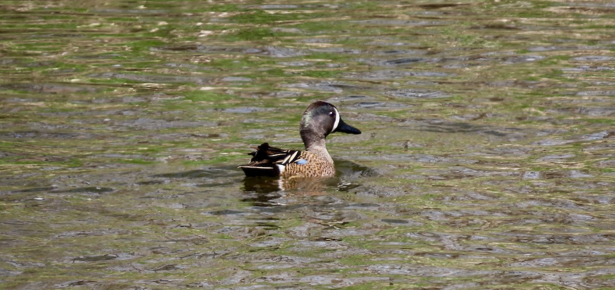 Blue-winged Teal - ML445419231