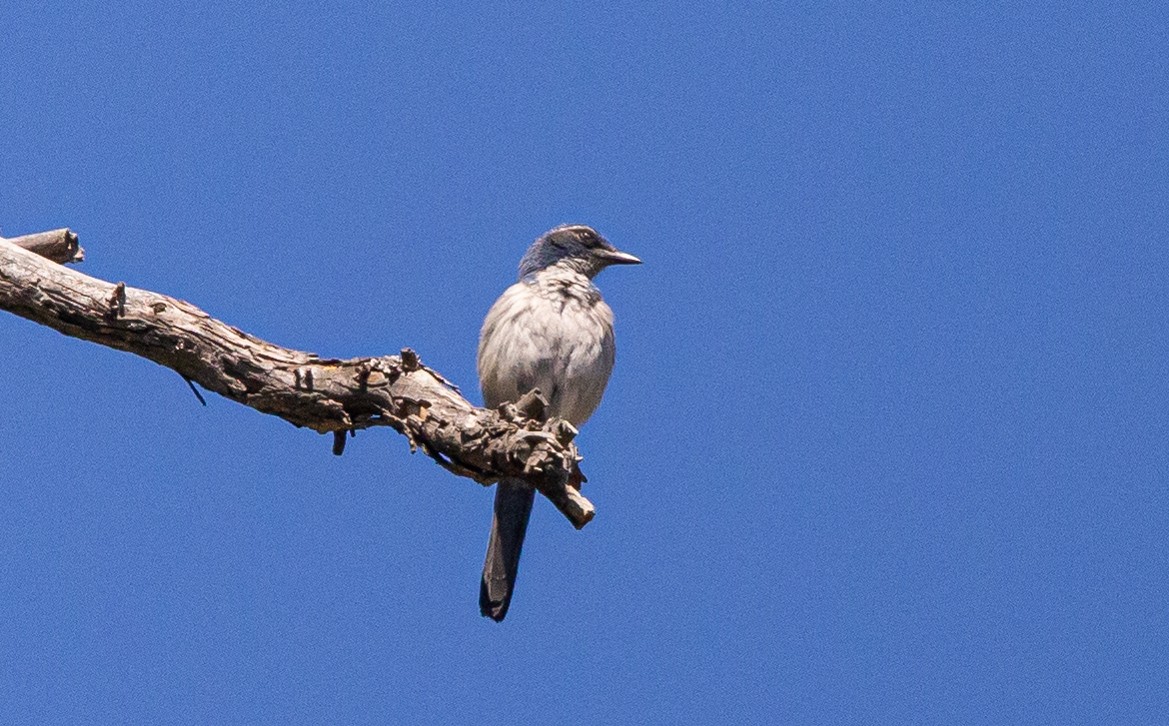 California Scrub-Jay - ML445419431