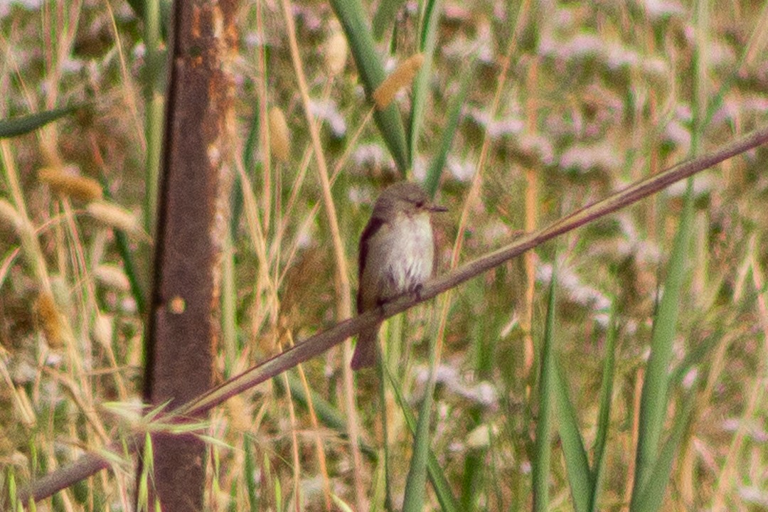 Common Chiffchaff - Aurelis Carolina Murga Cabrera