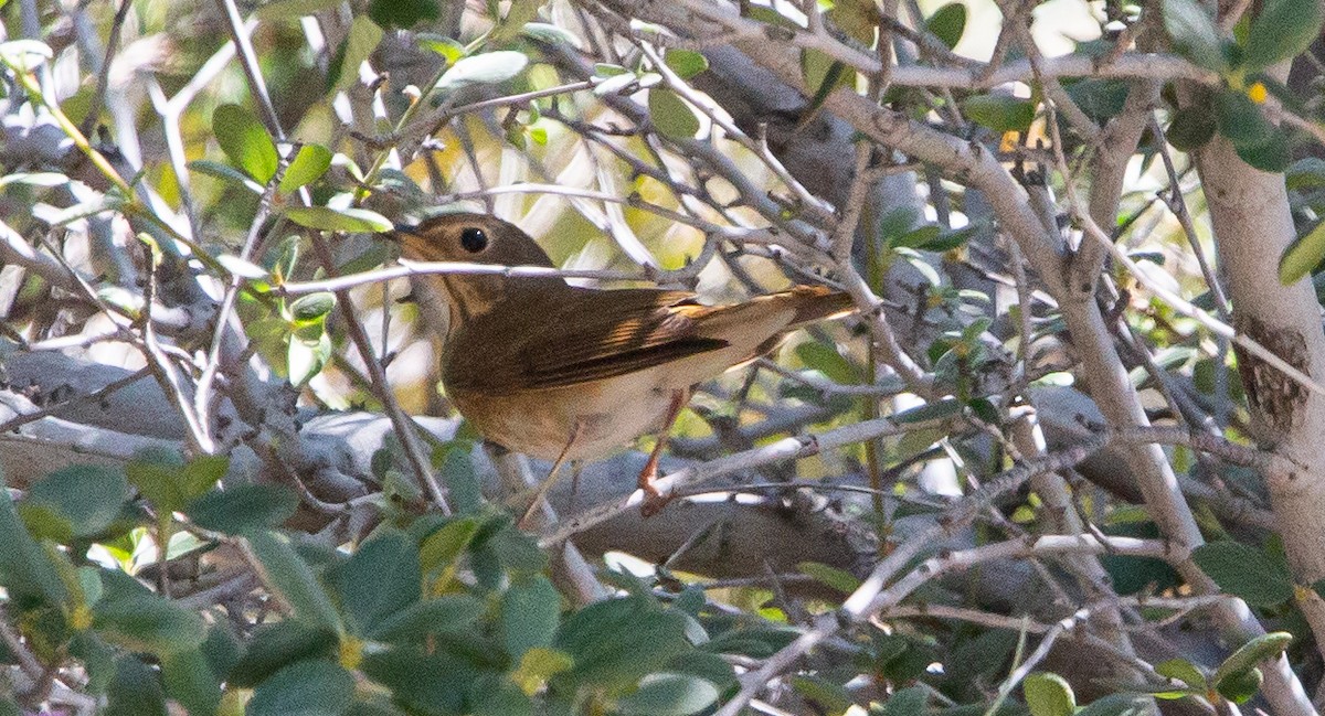 Swainson's Thrush - Timothy Aarons