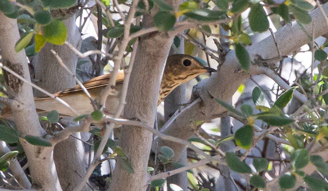 Swainson's Thrush - ML445420221