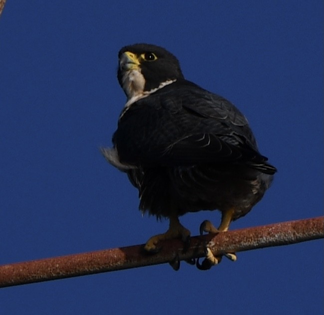 Halcón Peregrino - ML445420411