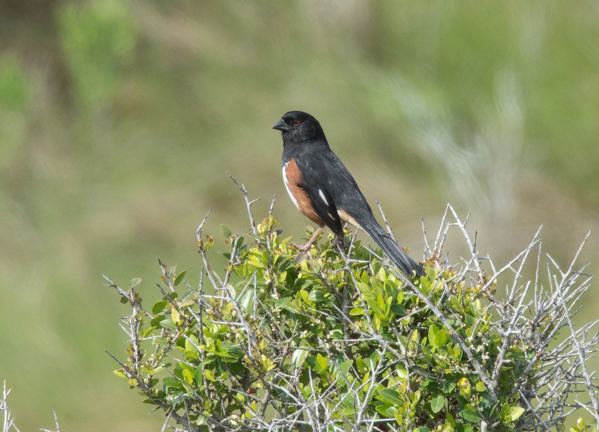 Eastern Towhee - ML445420661