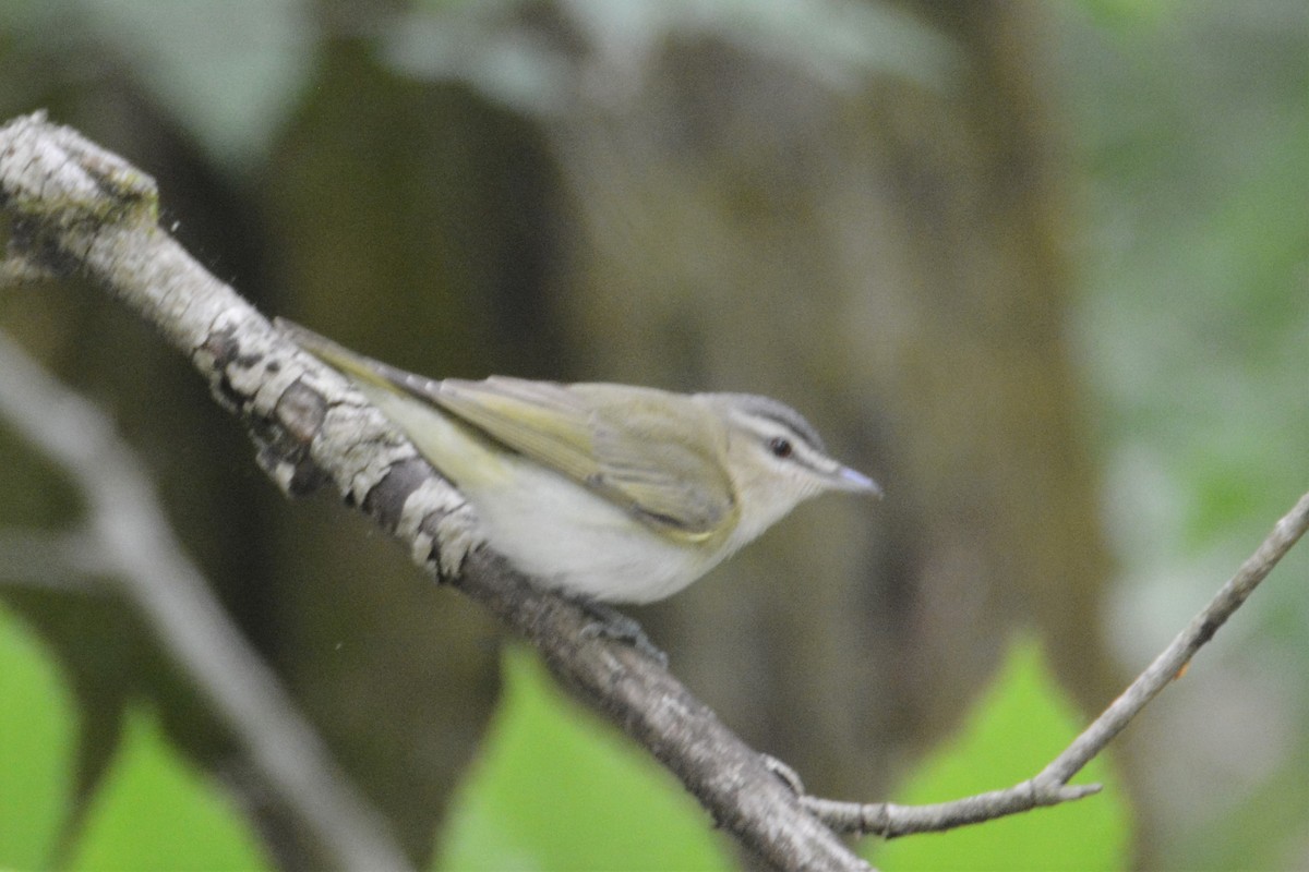 Red-eyed Vireo - Robert Goss