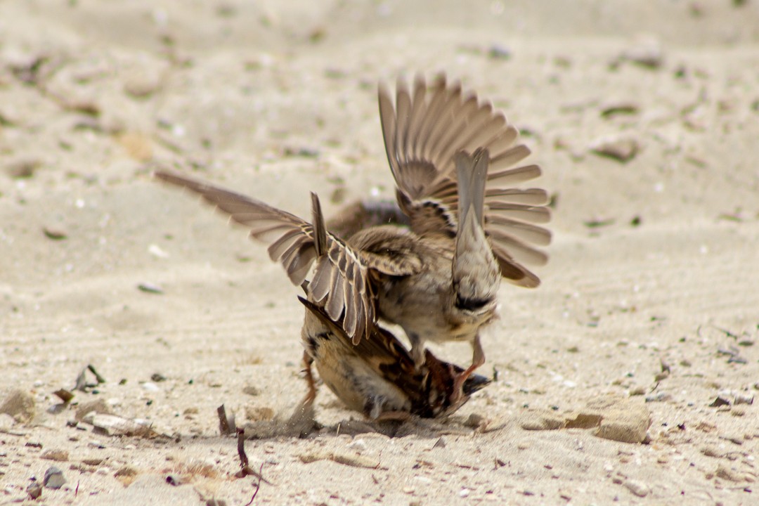 Spanish Sparrow - ML445420991