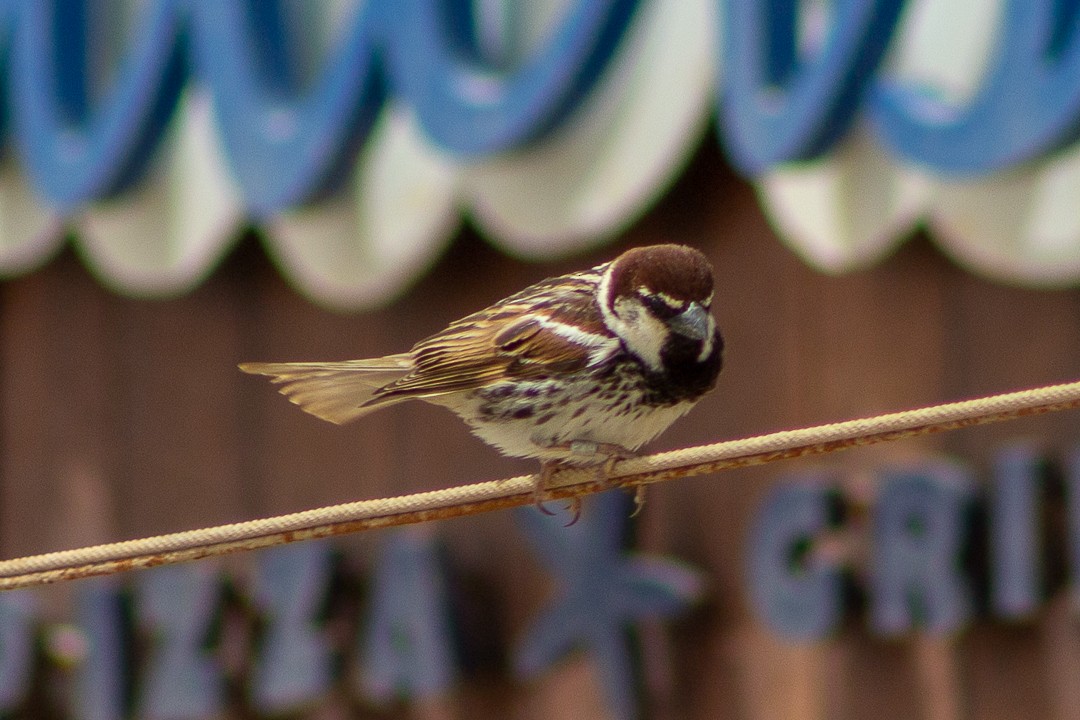 Spanish Sparrow - Aurelis Carolina Murga Cabrera