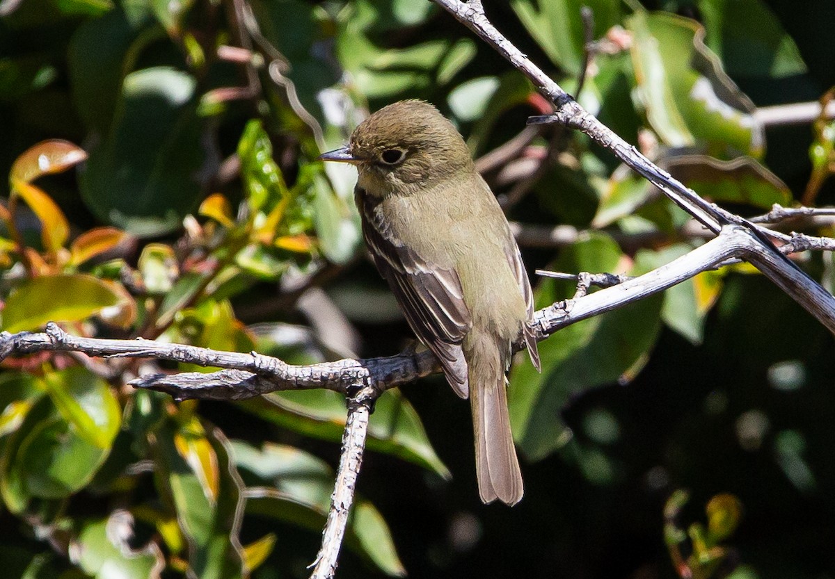 Western Flycatcher (Pacific-slope) - ML445421171