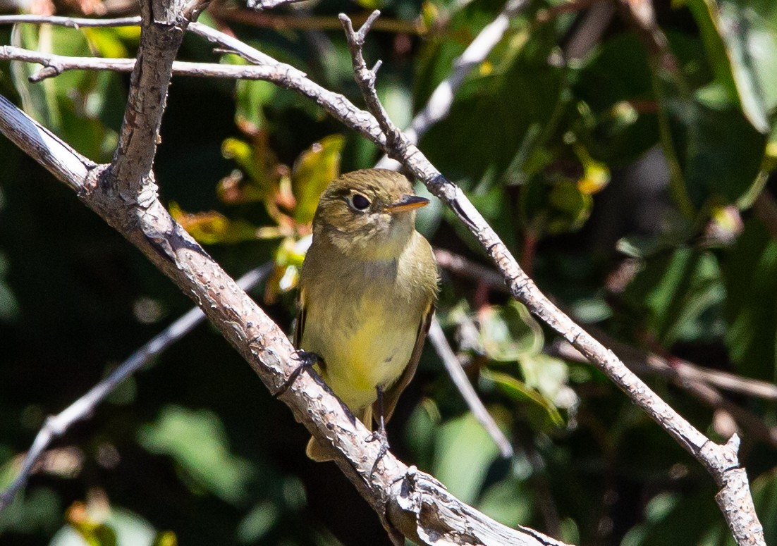 Western Flycatcher (Pacific-slope) - ML445421291