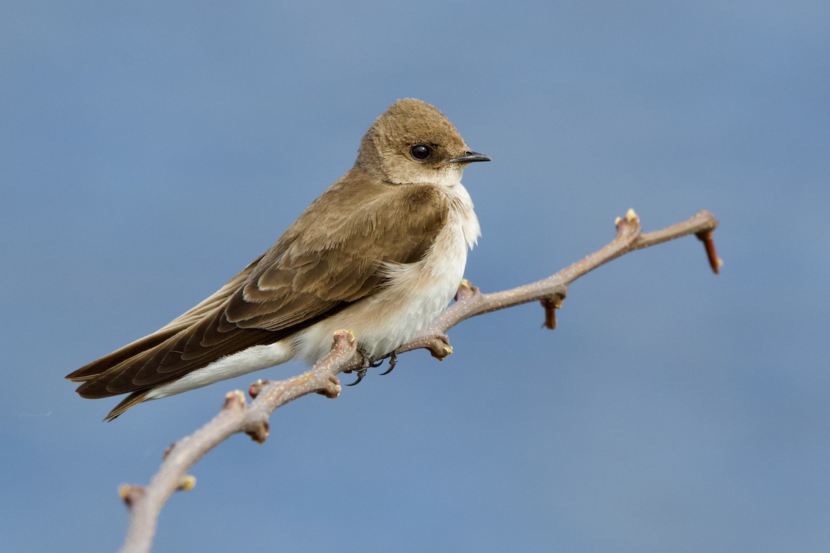 Northern Rough-winged Swallow - ML445421321