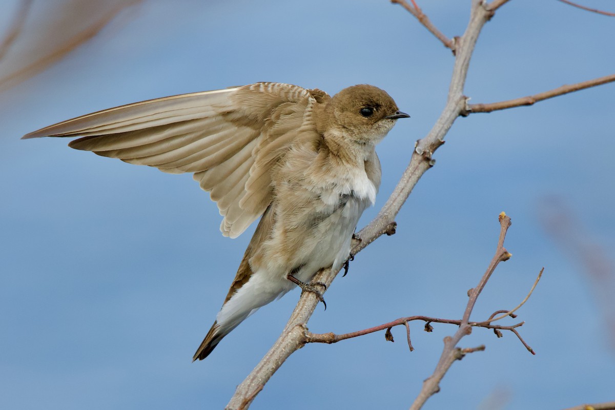 Northern Rough-winged Swallow - ML445421341