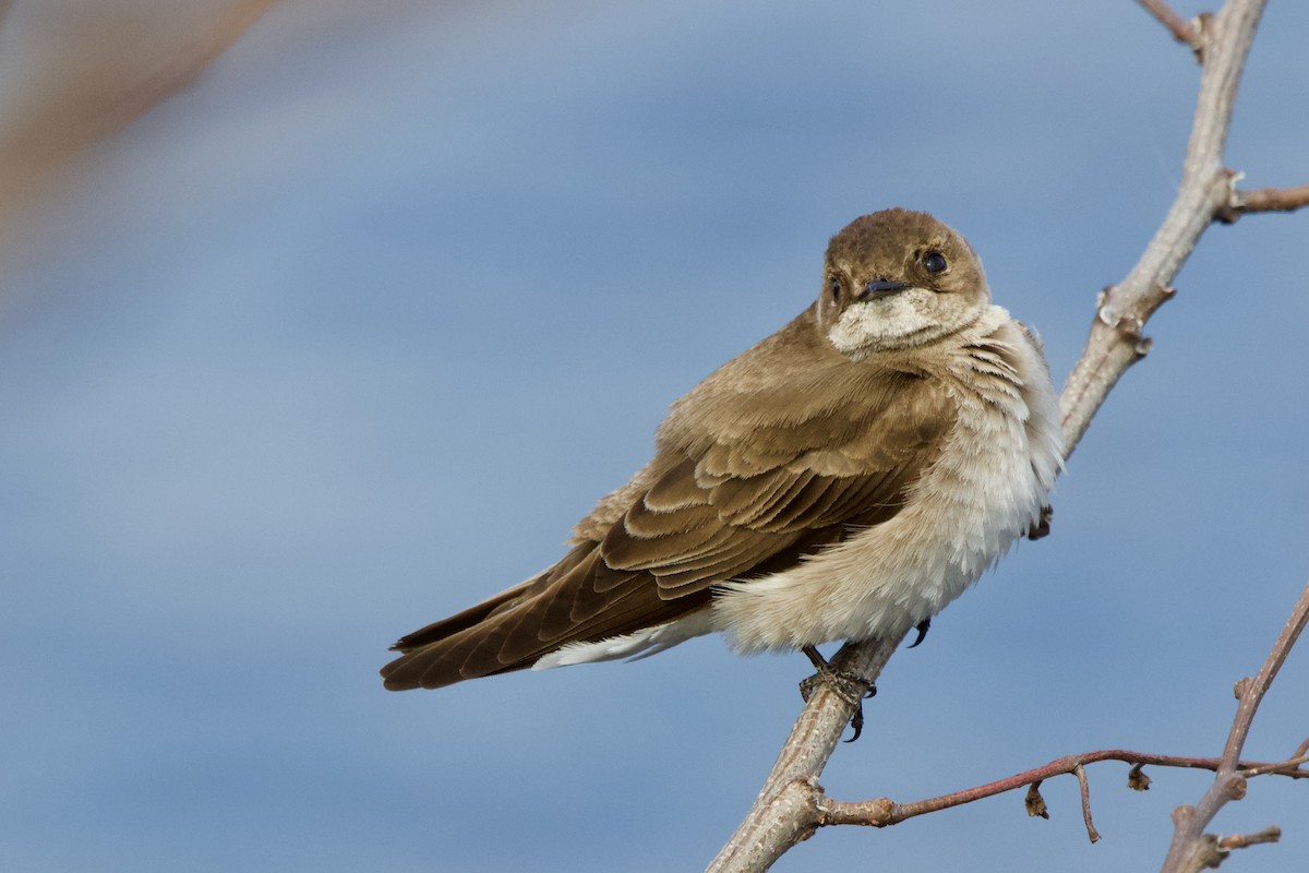 Northern Rough-winged Swallow - ML445421371