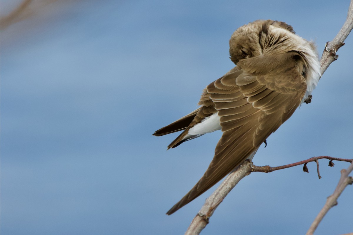 Northern Rough-winged Swallow - ML445421411