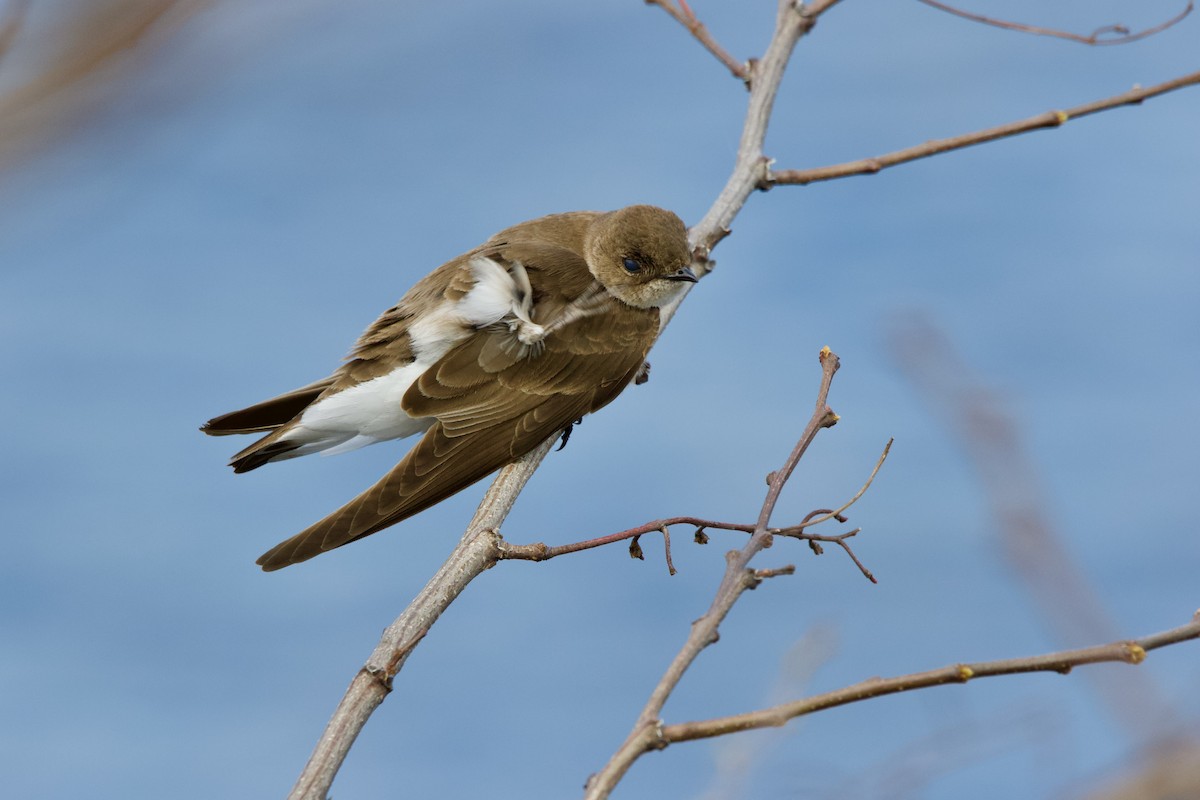 Northern Rough-winged Swallow - ML445421441