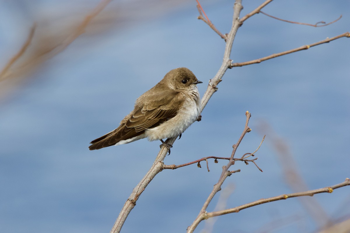 Northern Rough-winged Swallow - ML445421471