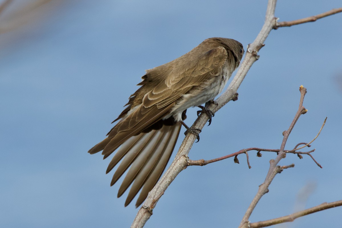 Northern Rough-winged Swallow - ML445421481
