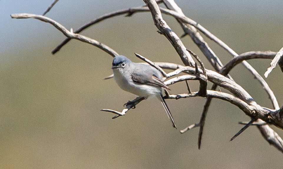 Blue-gray Gnatcatcher - Timothy Aarons