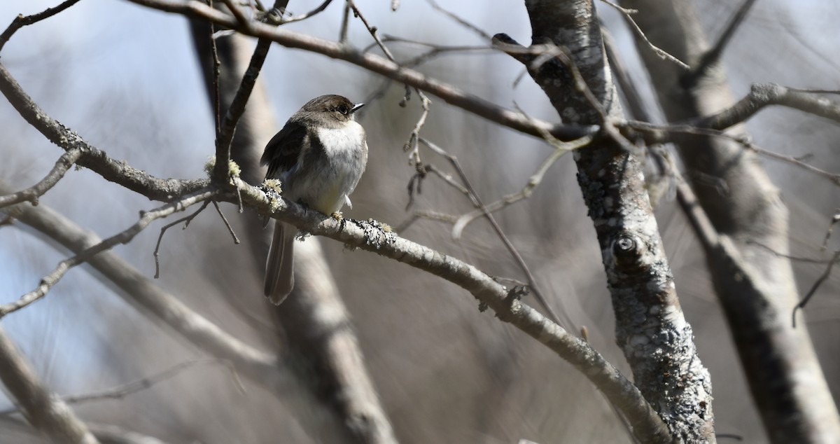 Eastern Phoebe - ML445422001