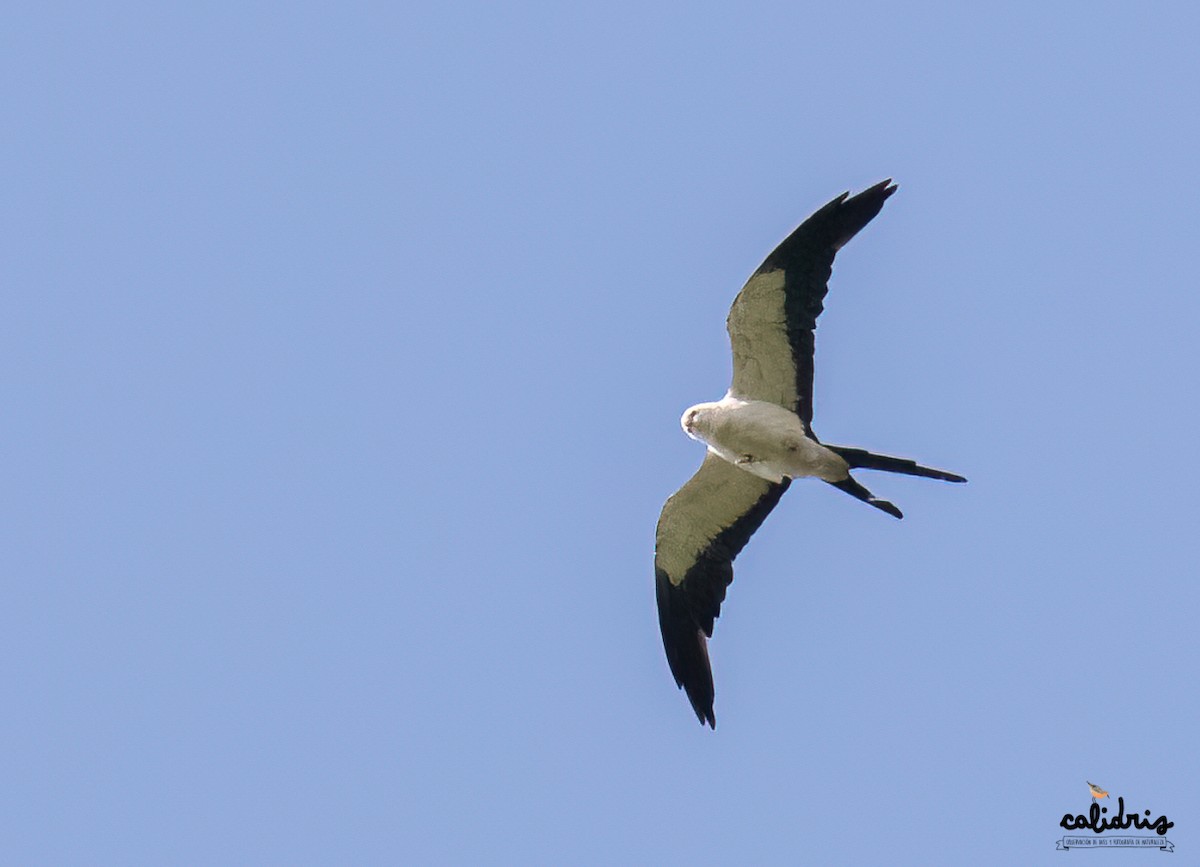 Swallow-tailed Kite - Calidris Esperanza