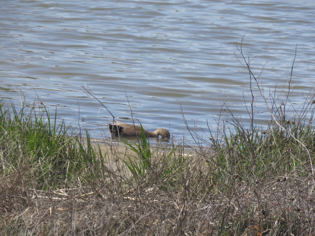 Gadwall - ML445423011